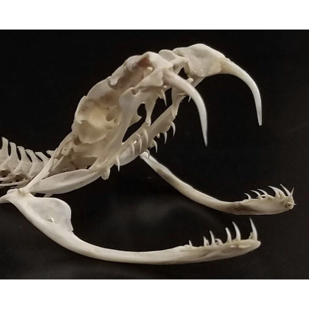 Western Diamondback Rattlesnake Snake Skull Puzzle 34pc FANGS SPECIMEN SK22